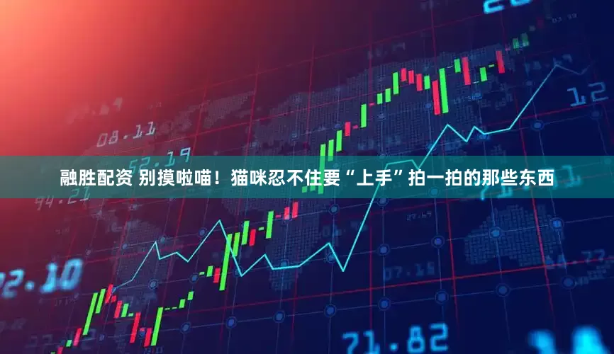 融胜配资 别摸啦喵！猫咪忍不住要“上手”拍一拍的那些东西